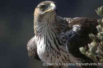 Saint-Chamas : des insecticides saisis suite à la mort d'un aigle de Bonelli - France 3 Régions
