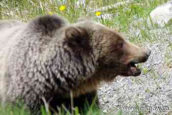 Fernie trail closed after grizzly attacks dog | Elk Valley, Fernie - E-Know.ca