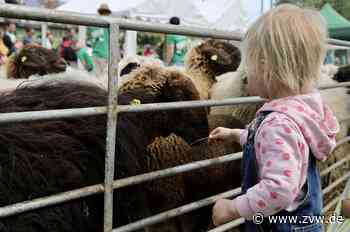 Kernen-Stetten: 50 Schafe werden geschoren - Scherer weist Peta-Kritik zurück - Zeitungsverlag Waiblingen