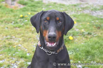 Langley's animal shelter to reduce dog adoption fee by half – Aldergrove Star - Aldergrove Star