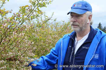 Cold temperatures impacting bees – and Langley farmers – Aldergrove Star - Aldergrove Star