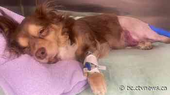 Langley news: BC SPCA fundraising for injured dog's surgeries | CTV News - CTV News Vancouver