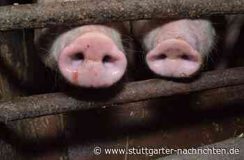 Staatsanwaltschaft Ulm: Strafbefehl gegen Schweinezüchter beantragt - Baden-Württemberg - Stuttgarter Nachrichten