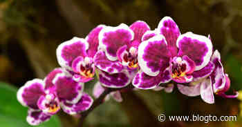 You can explore a forest of wild orchids in Ontario this summer - blogTO
