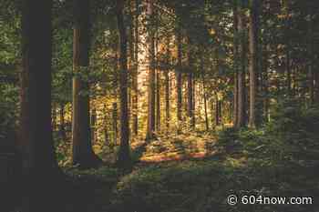 British Columbia Is Creating Its First Ever Indigenous Healing Forest - 604 Now