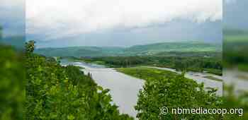 Forest degradation drives losses of bird habitat and population - NB Media Co-op