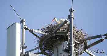 Weißstörche brüten auf Mobilfunkmast in Verl - das wird zum Problem | Nachrichten aus Ostwestfalen-Lippe - Lippische Landes-Zeitung