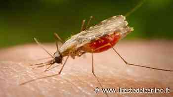Modena, tre bambine malate di malaria in prognosi riservata - il Resto del Carlino