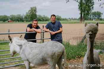 'In 'De mol' kon hij plots niet meer echt tegen zijn verlies': broers Sven en Kristof Pede - De Morgen