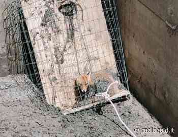 Ad Acqui una volpe cade in una vasca del depuratore: salvata dal personale Amag Reti Idriche - Radio Gold