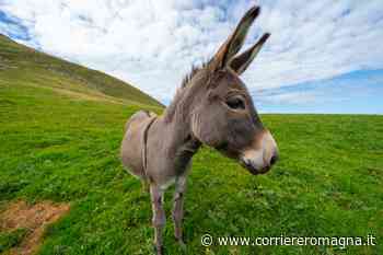Cesena, "tieni fermo il tuo asino": alla fine il veterinario colpisce il padrone con la siringa - CorriereRomagna