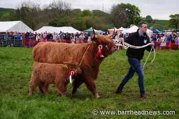 The Neilston Cattle Show is back and better than ever - Barrhead News