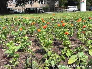 Sommerbepflanzung in Dresden beginnt - Radio Dresden