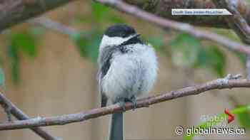 Calgary has an official bird – now what? - Global News