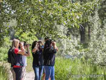 Flocking to birdwatching - Calgary Herald