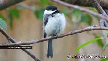 Black-capped chickadee named Calgary's official bird | CTV News - CTV News Calgary