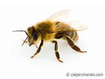 Smitten by the bug: Beekeeping a labour of love for Calgary honey farmers - Calgary Herald