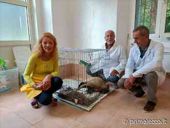 Cras Stella del Nord forma volontari per soccorrere animali selvatici - Prima Lecco