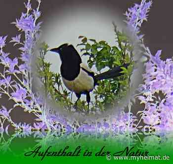 Den Sonnenuntergang entgegen ! - Lutherstadt Wittenberg - myheimat.de - myheimat.de