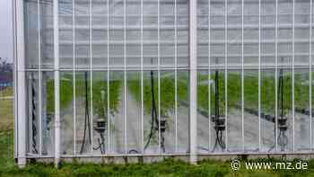 Bürgerinitiative besorgt: Wie groß sollen die geplanten Gewächshäuser von Wittenberg Gemüse in Schleesen werden? - Mitteldeutsche Zeitung