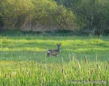 Besonders in der Früh ! - Lutherstadt Wittenberg - myheimat.de - myheimat.de