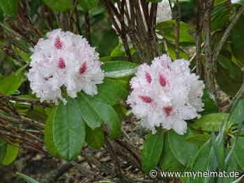 Sie zeigen sich mit vielen Farben im Sonnenlicht ! - Lutherstadt Wittenberg - myheimat.de - myheimat.de