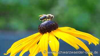 Vorfall in Balingen - Bienenstöcke fliegen von Anhänger - Verkehr steht still - Schwarzwälder Bote
