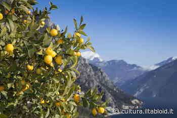 Museo di Riva del Garda-MAG, la monografica di Luciano Ventrone - Il Tabloid