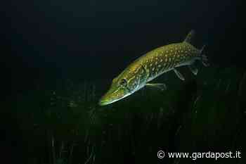 Rispettando il Garda, incontro a Peschiera sulla fauna ittica - gardapost