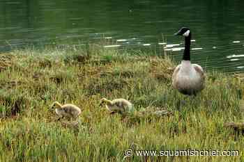 Learn some facts about Canadian Geese spotted in Squamish - Squamish Chief