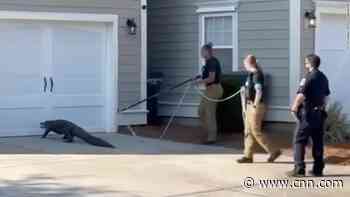 Police take on alligator outside elementary school