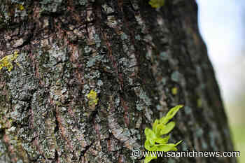 Esquimalt wants residents to identify best and biggest trees – Saanich News - Saanich News