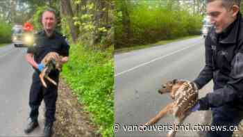 North Saanich firefighters help baby deer cross road | CTV News - CTV News VI