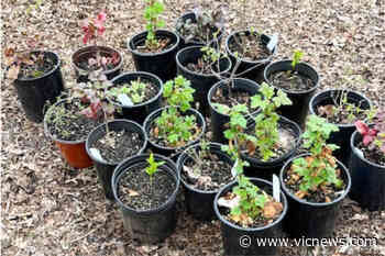 'First big plant sale in many years' coming to Saanich's Garth Homer Centre – Victoria News - Victoria News