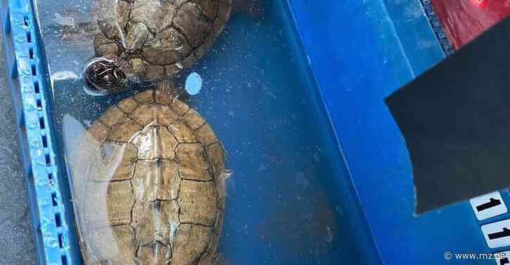 Heidelberg:  Schildkröten auf Parkplatz ausgesetzt