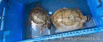POL-MA: Heidelberg: Schildkröten auf Parkplatz ausgesetzt - Zeugen gesucht! - Presseportal.de