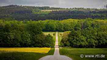 Forst- und Umweltverbände uneins über Waldentwicklung - RTL Online