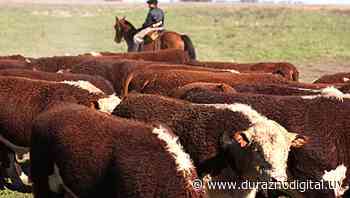 Productores familiares de Durazno y otros departamentos recibirán fardos de para preservar ganado en invierno - duraznodigital.uy