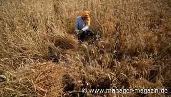 Weizen: Preis steigt nach Indiens Exportstopp auf neuen Rekord