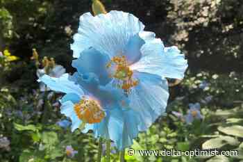 Garden club returns to in-person events - Delta Optimist