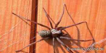 Riesige Spinne seilt sich im Auto ab - Polizeieinsatz auf Autobahn