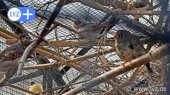 Oschatz: Saisoneröffnung im O-Park - Leipziger Volkszeitung