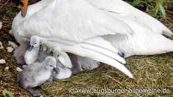 Schwäne bezaubern in Neu-Ulm