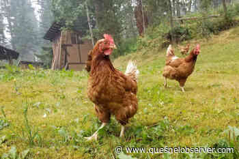 Protect flocks against avian flu – Quesnel Cariboo Observer - Quesnel - Cariboo Observer