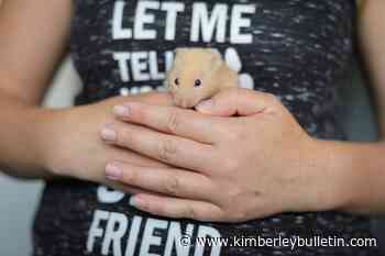 BC SPCA holding special adoption event for some unusual potential pets – Kimberley Daily Bulletin - Kimberley Bulletin