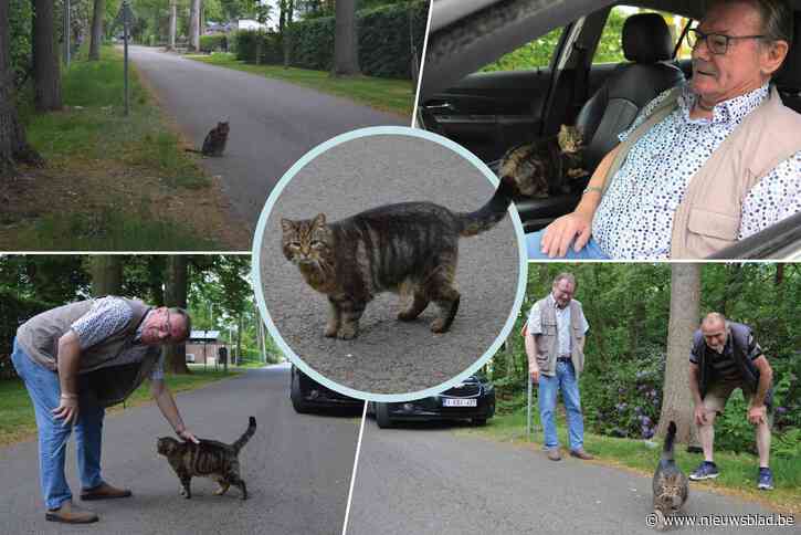 Dat is klokvast zijn: al 8,5 jaar rent kat op hetzelfde uur auto van baasje tegemoet