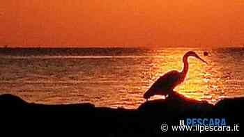 Un airone si aggira tra gli scogli, spettacolo all'alba a Pescara [FOTO] - IlPescara