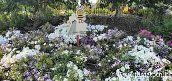 Alba è pronta per accogliere il progetto "Bee Street Alba" per la tutela delle api - TargatoCn.it