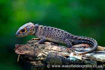First News: Lizards on the loose - Wakefield Express