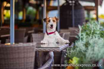 Ranked: Wakefield named one of the top 10 cities with the most dog-friendly businesses in 2022 - Wakefield Express